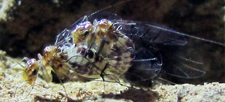 Illustration for article titled Scientists discover unique sex-reversed species with female penis